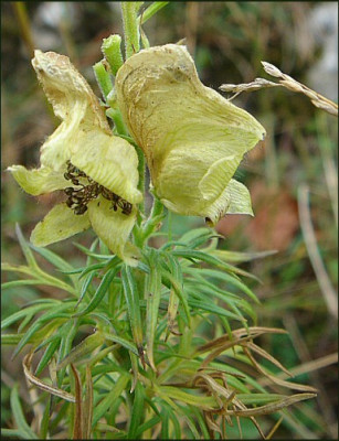 Aconitum_Sudhang.jpg