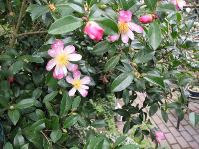 2.10.06._Camellia_sasanqua_005.JPG