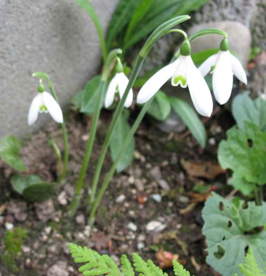 2.10.06._Galanthus_reginae-olgae_ssp._r.-o._016.JPG