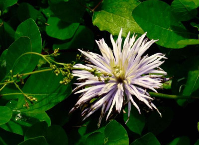 Clematis 'Crystal Fountain'.jpg
