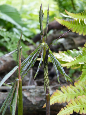 2016-06-20 Arisaema ciliatum  var. liubaense.jpg