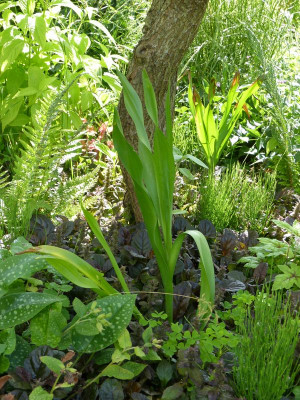 2016-06-20 Colchicum autumnale 'Alboplenum'.jpg