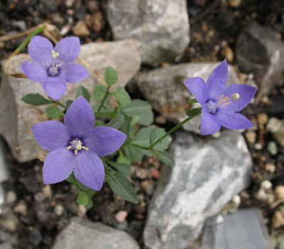 2.10.06._Campanula_waldsteiniana_013.JPG