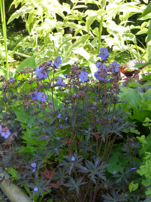 2016-06-20 Geranium Sämling 'Hocus Pocus'.jpg