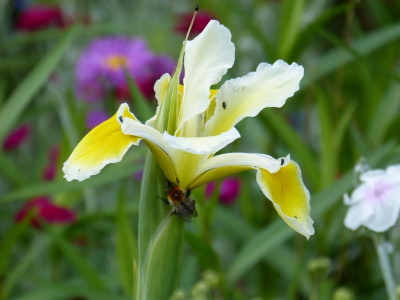 2016-06-20 Iris orientalis ‘Shelford Giant’ 2.jpg