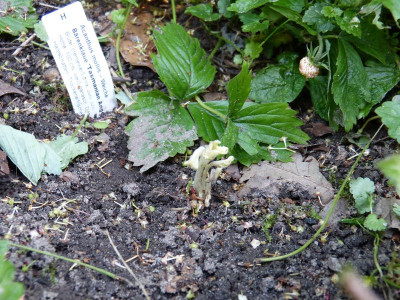 2016-06-20 Acanthus mollis 'Tasmanian Angel'.jpg