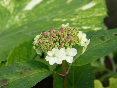 2016-06-20 Hydrangea serrata var. 'Oamacha'.jpg