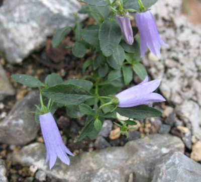 2.10.06._Campanula_tommasiniana__014.JPG