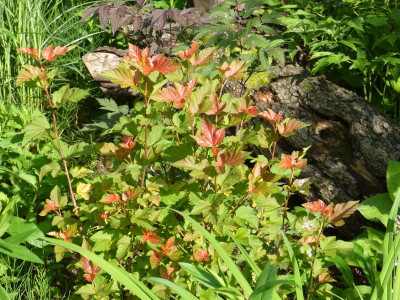 2016-06-20 Physocarpus 'Amber Jubilee'.jpg