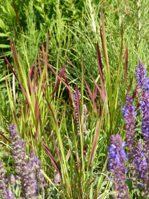 2016-06-20 Imperata cylindrica 'Red Baron' 1.jpg