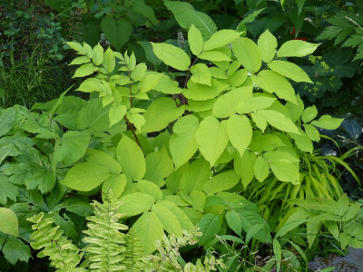 2016-06-20 Aralia cordata 'Sun King'.jpg