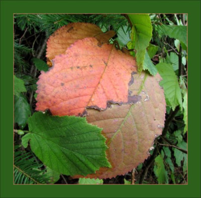 BLATT_MO_0210_RII.jpg