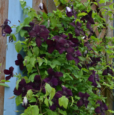 Clematis-DarkEyes.16-1.jpg