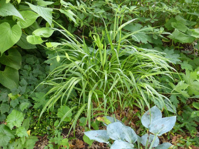 2016-06-20 Gräser Hakonechloa macra 'Albostriata'.jpg