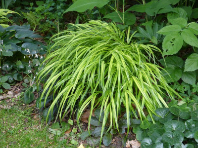 2016-06-20 Gräser Hakonechloa 'Aureola'.jpg