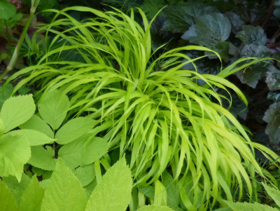 2016-06-20 Gräser Hakonechloa 'All Gold'.jpg