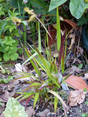 2016-06-20 Gräser Hakonechloa 'Beni Kaze'.jpg