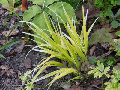 2016-06-20 Gräser Hakonechloa 'Stripe it Rich'.jpg