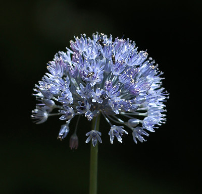 IMG_3666_eAllium caeruleum.JPG