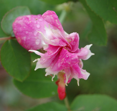Rose_de_Resht_0083_95.jpg