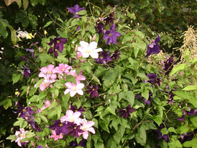 DSC09750.JPG