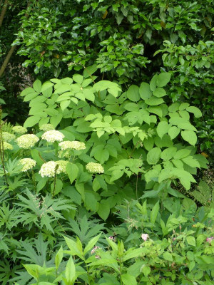 2016-06-20 Aralia californica.jpg