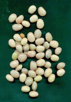 borlotti_gekocht.jpg