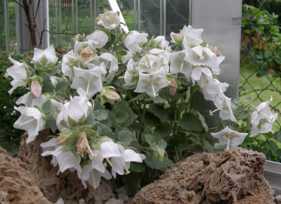Campanula troegerae 20.06.16.JPG