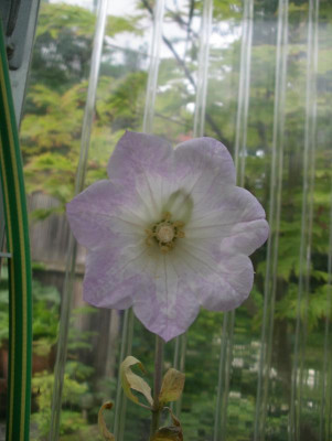 Ostrowskia magnifica 19.06.16.JPG