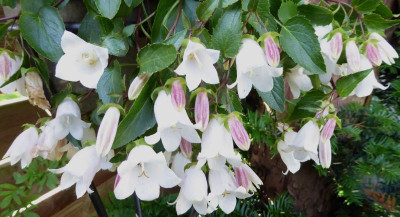 Campanula t ... 9.6.16 001.jpg