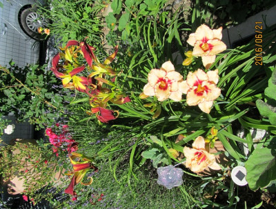 IMG_0964 small.jpg