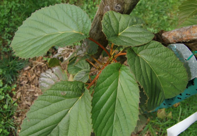Taschentuchbaum_K__0053_86.jpg