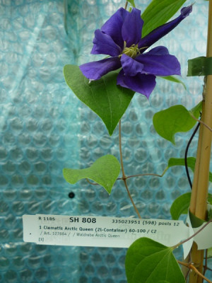 reklamation clematis 005.JPG