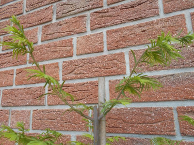 Metasequoia.JPG