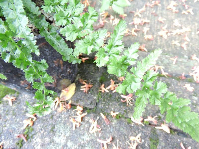 DSCN4865.JPG
