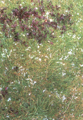 Hagel_2.jpg