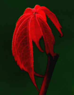 Parthenocissus-5.jpg