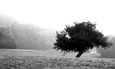 Nebelbaum-2.jpg