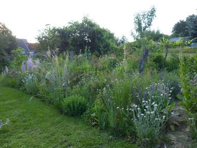 2016-06-21 Ahornbeet 4.jpg