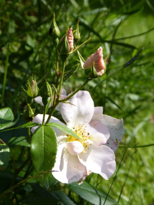 2016-06-20 Gartenimpressionen 3.jpg