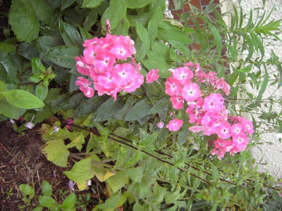 PICT1276.JPG