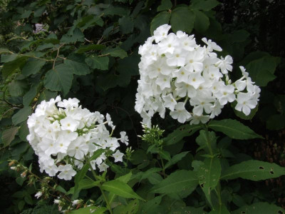 DSCF1178.JPG