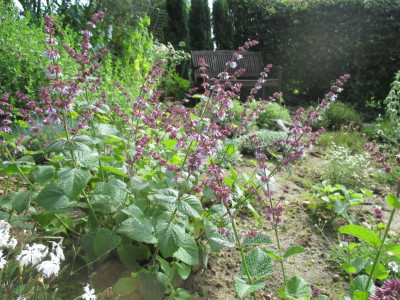 Salvia napifolia 20160620_01.jpg