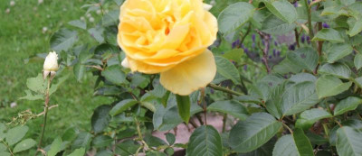 Rosenblätter2  06-2016.JPG