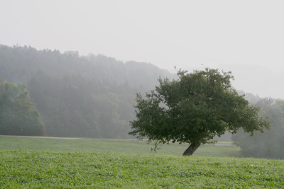 Mein-Dorf-im-Fruhnebel-5.jpg