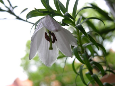 DSCN0810_1555.JPG