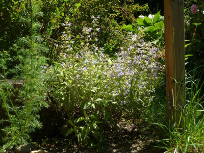 Salvia officinalis nazareth.jpg