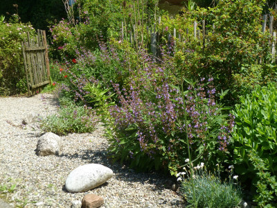 Salvia Mittenwald.jpg