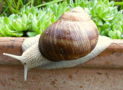 weinbergschnecke.jpg