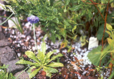 Primula_capitata_im_Hagel.jpg
